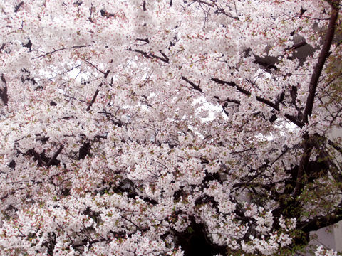 近所の桜の木