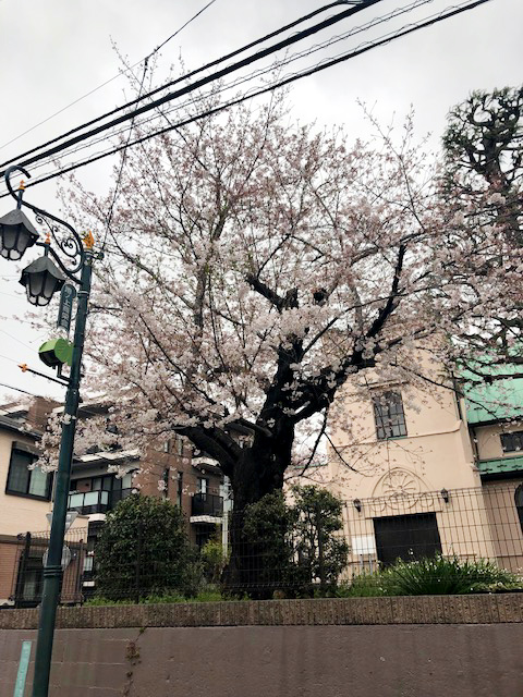 下北沢の桜